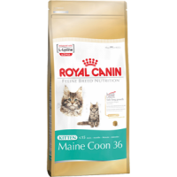 Royal Canin Kitten Maine Coon 36, для котят породы Мейн кун от 3 до 15 месяцев - 4 кг.